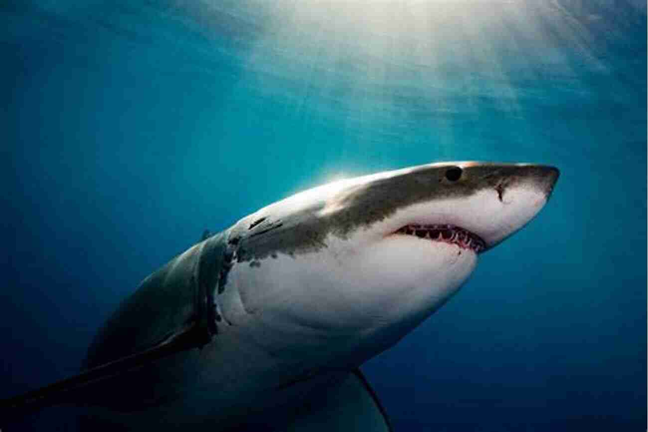 A Fascinating Great White Shark Swimming In Clear Blue Waters Shark Facts For Kids: The English Reading Tree