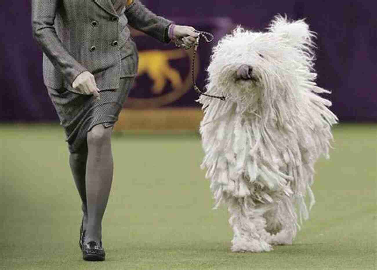 A Kennel Club Classics Show Ring Filled With Beautifully Groomed Dogs Golden Retriever: An Authoritative Look At The Breed S Past Present And Future (Kennel Club Classics)