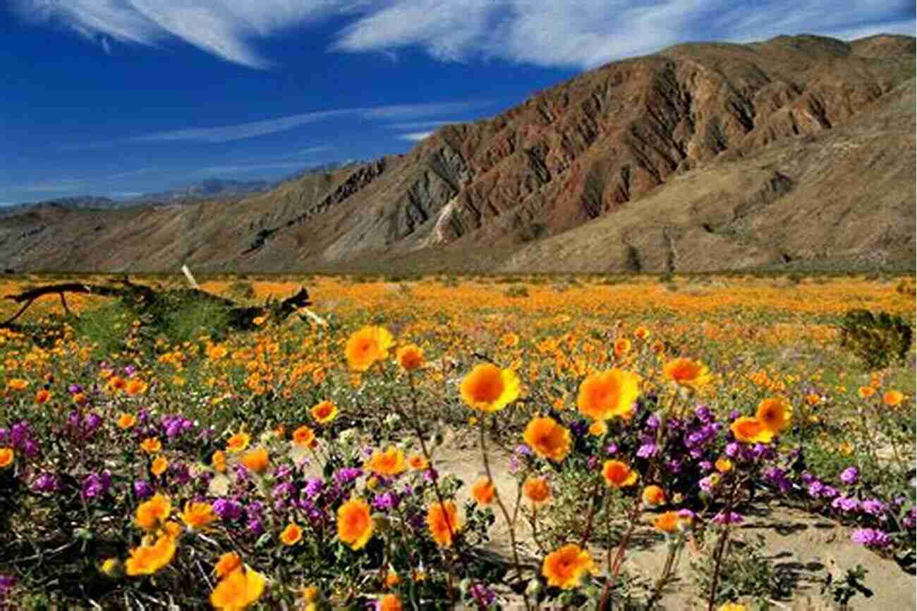 A Spectacular Sea Of Wildflowers In The Anza Borrego Desert Region Anza Borrego Desert Region: Your Complete Guide To The State Park And Adjacent Areas Of The Western Colorado Desert