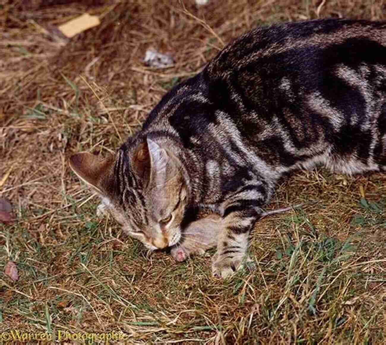 A Beautiful Domestic Short Haired Tabby Cat With Distinct Tabby Markings Playing With A Toy Mouse. Buttercup: The Legendary Charm And Love Of A Domestic Short Haired Tabby Cat