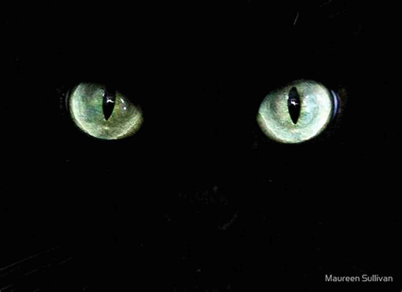 A Black Cat With Glowing Green Eyes Blending Into The Dark Woods The Summer Cat (Cat Tales 3)