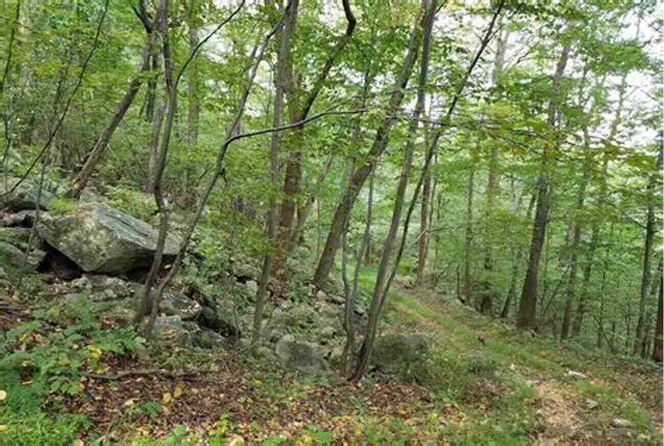 A Breathtaking View Of A Pristine Forest, Ensuring The Preservation Of Wildlife Habitats For Future Generations Bow Hunting Whitetails Charles Yale Harrison