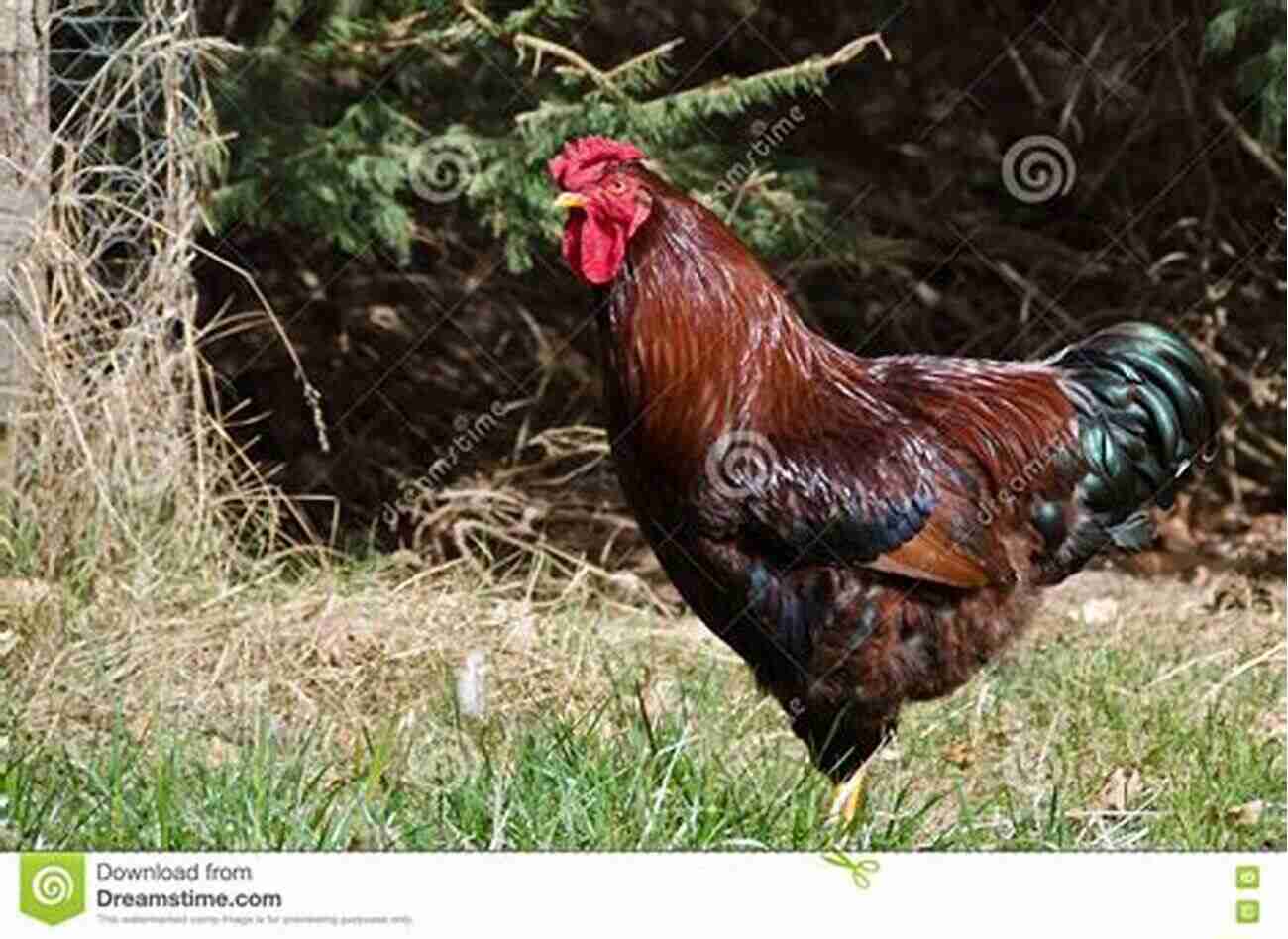 A Captivating Photo Of The Majestic Rooster Standing Proudly In A Field Of Green Grass Just Chicken Photos Big Of Photographs Pictures Of Chickens Chicks Hens Roosters Vol 1