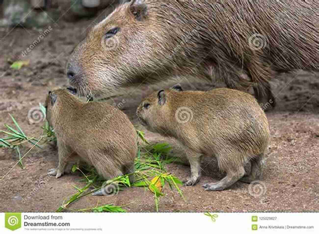 A Capybara Being Gently Groomed By Its Owner Capybara A Complete Owner S Guide: Facts Information: Habitat Diet Health Breeding Care And Much More All Covered