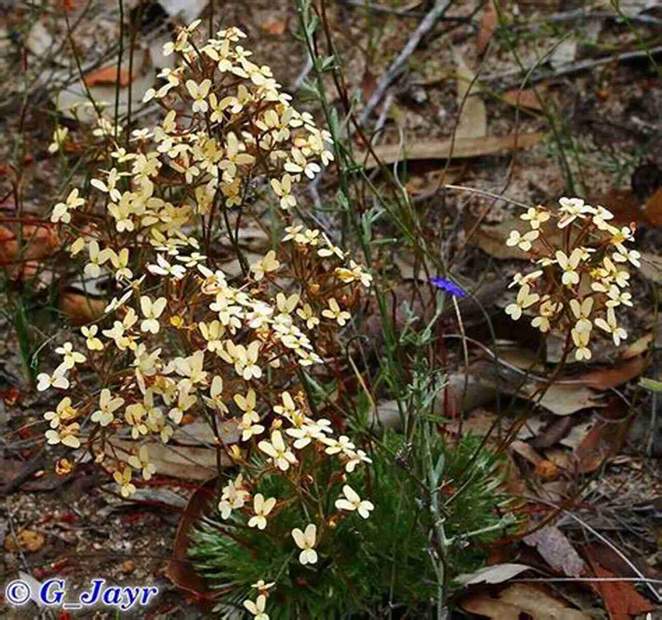 A Cluster Of Vibrant Yellow Triggerplant Flowers In Full Bloom TRIGGERPLANTS OF WESTERN AUSTRALIA DRMW