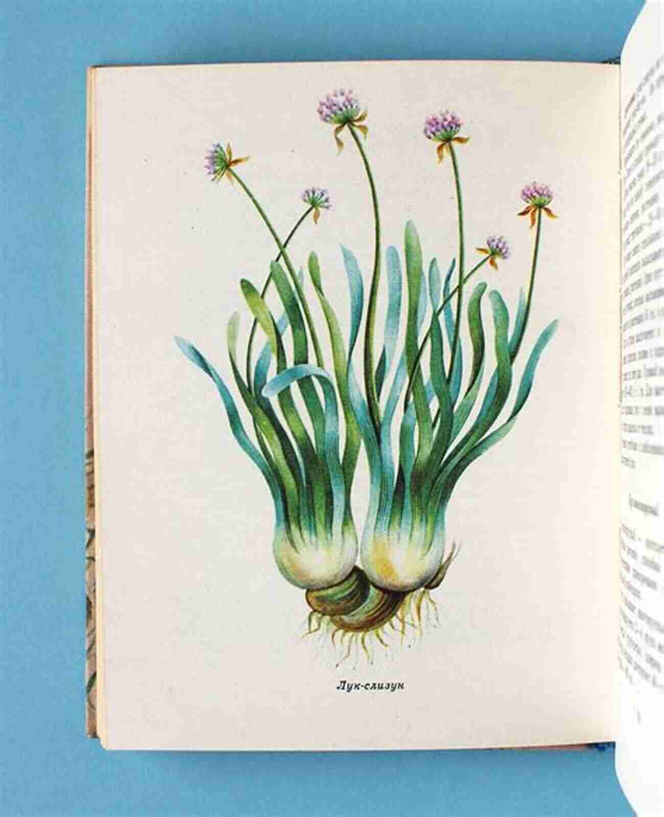 A Collection Of Beautifully Illustrated Edible Plants Recalling Forgotten Tastes : Of Illustrated Edible Plants Food And Memories