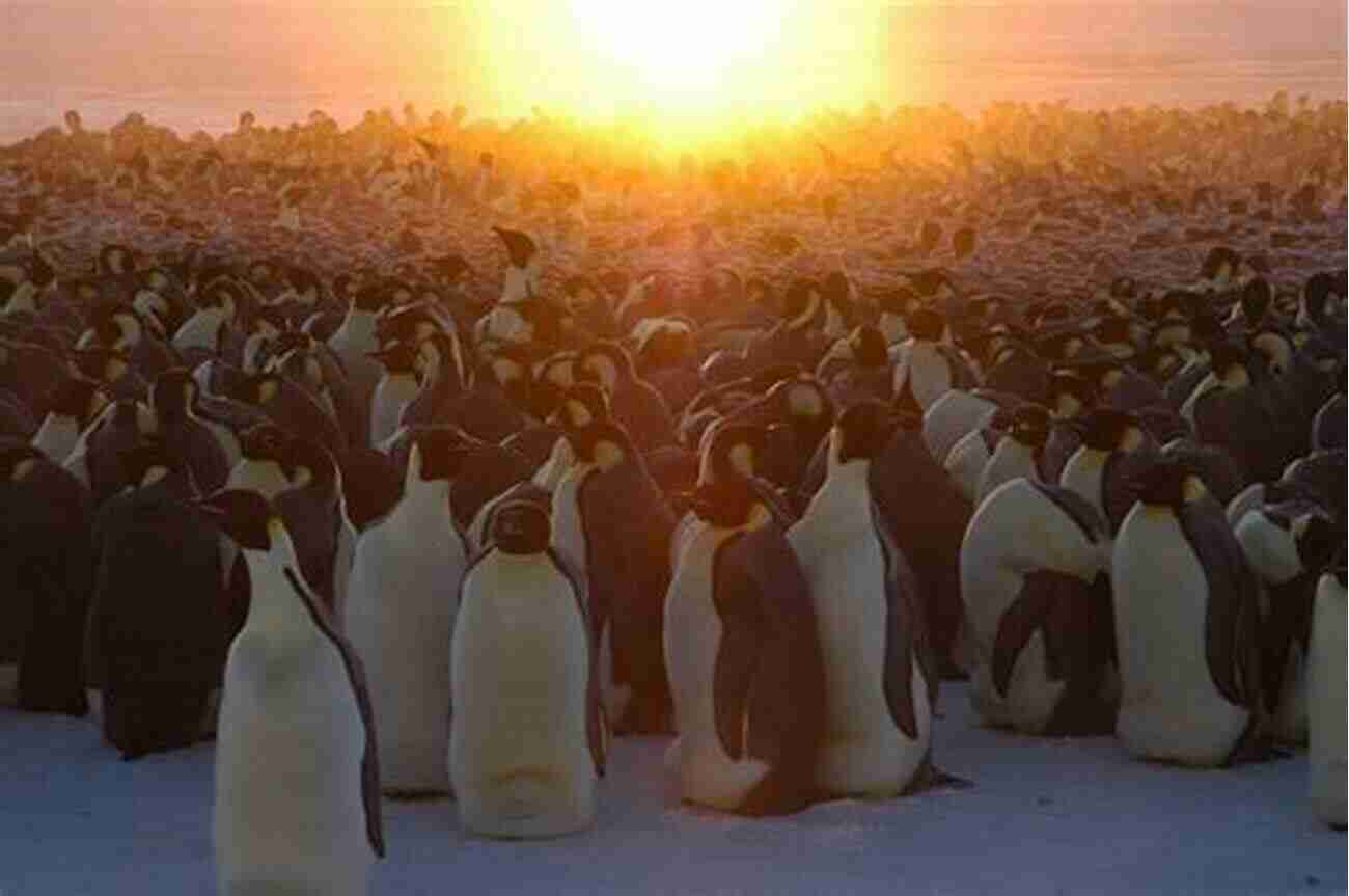 A Colony Of Penguins Enjoying Sun Reptiles: Animal Group Science For Kids Children S Zoology Edition