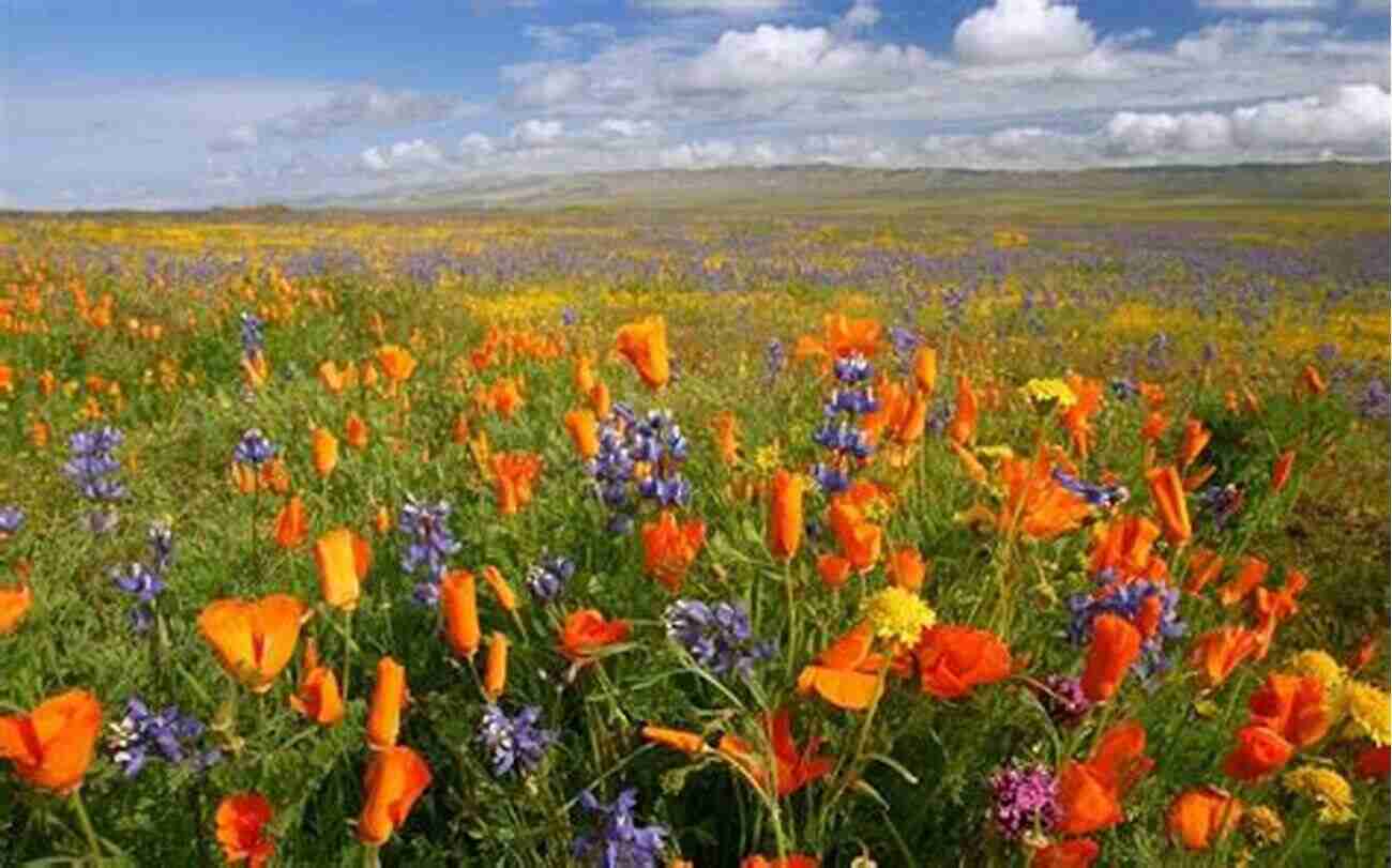 A Colorful Meadow In Full Bloom A Of Britain: The Lore Landscape And Heritage Of A Treasured Countryside