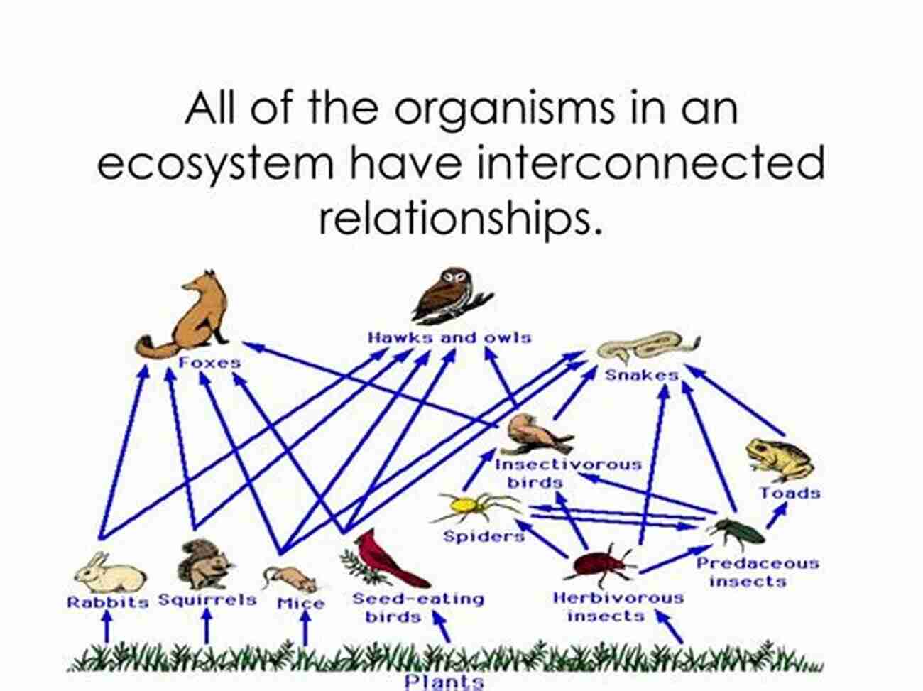 A Detailed Family Tree Depicting The Interconnected Relationships Of The Brues, The Teigens, The Tjernagels, And The Wollans Norwegian Families Becoming American: The Brues The Teigens The Tjernagels And The Wollans 1836 1959