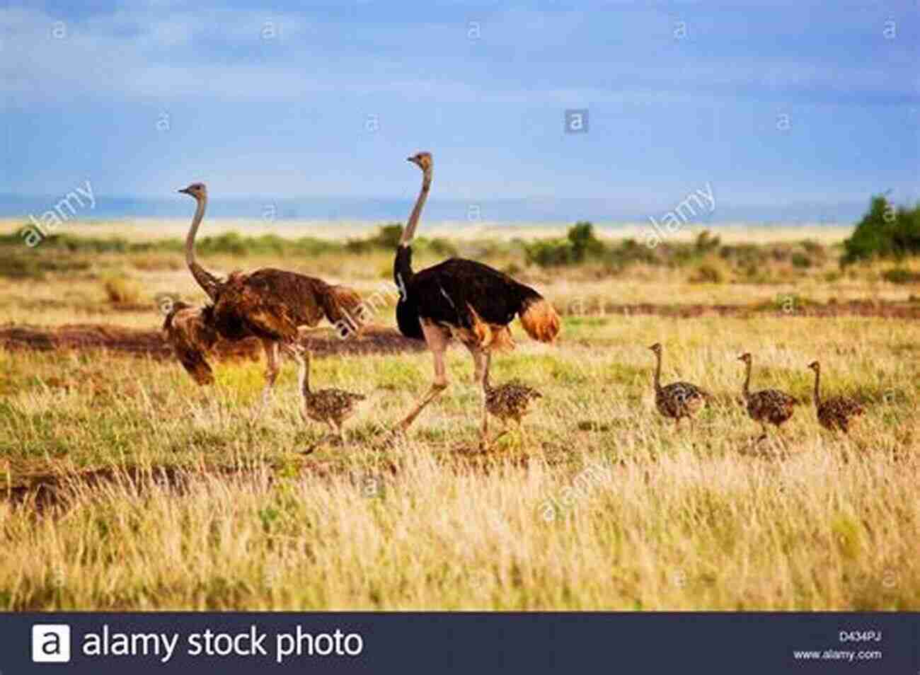 A Family Of Ostriches Walking Together Ostrich: Fun Facts On Birds For Kids #20