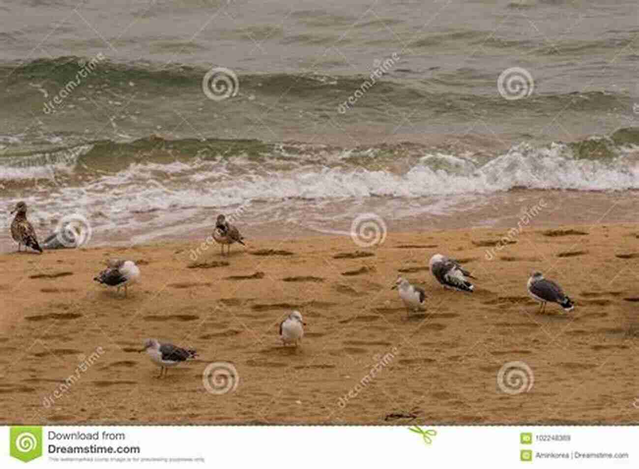 A Ginger Cat Running After Seagulls On A Sandy Beach The Summer Cat (Cat Tales 3)