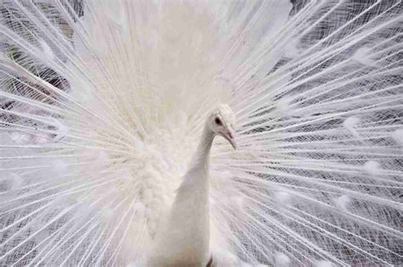 A Graceful White Peafowl Displaying Its Feathers Peafowls Peacocks And Peahens Including Facts And Information About Blue White Indian And Green Peacocks Breeding Owning Keeping And Raising Peafowls Or Peacocks Covered