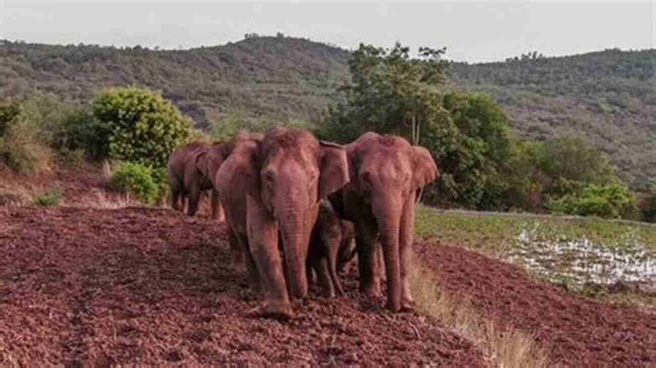 A Group Of Elephants Wandering In The Wilderness Of Malawi An To Malawi: Basic Facts