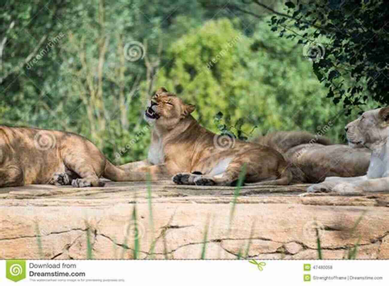 A Group Of Lions Resting Reptiles: Animal Group Science For Kids Children S Zoology Edition