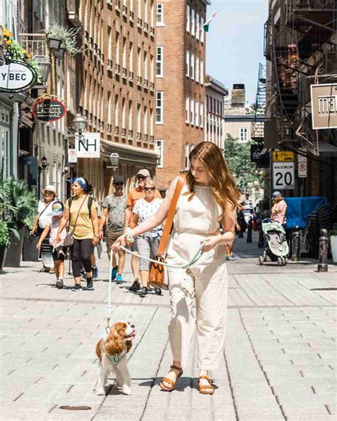 A Happy Dog Enjoying An Adventurous Day In Canada's Pet Friendly Quebec The Adventurous Dog: Pet Way Canada (Quebec Petfriendly 1)