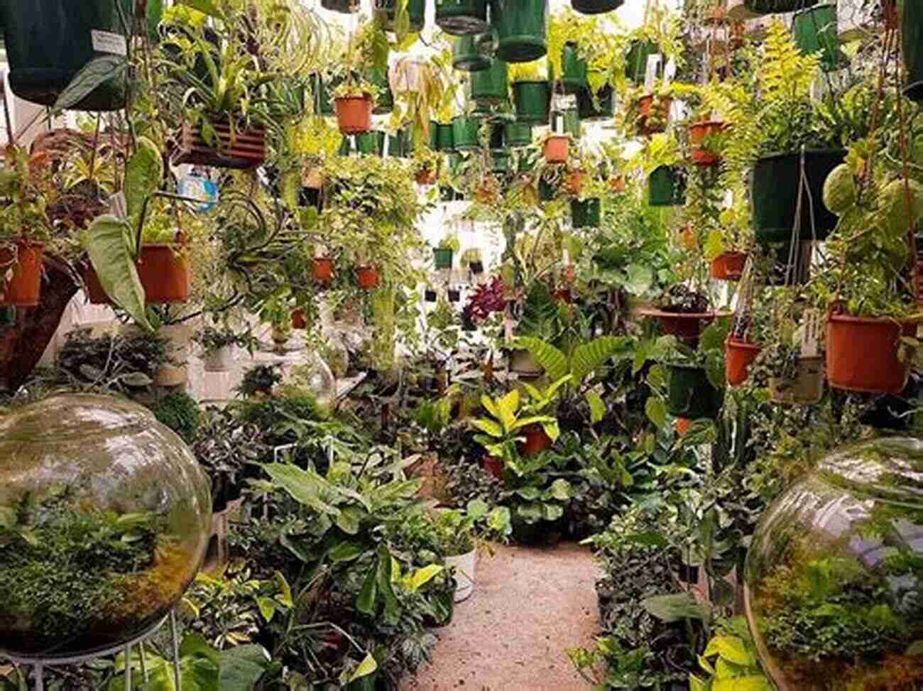 A Lush And Vibrant Greenhouse Filled With Healthy Plants How We Grow: The Greenhouse