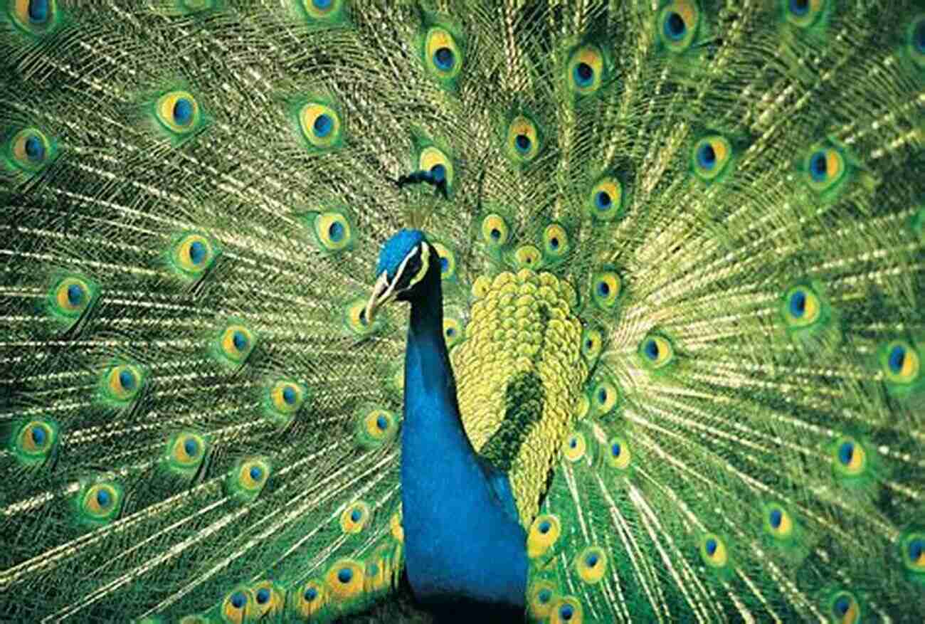 A Majestic Blue Peacock Displaying Its Plumage Peafowls Peacocks And Peahens Including Facts And Information About Blue White Indian And Green Peacocks Breeding Owning Keeping And Raising Peafowls Or Peacocks Covered