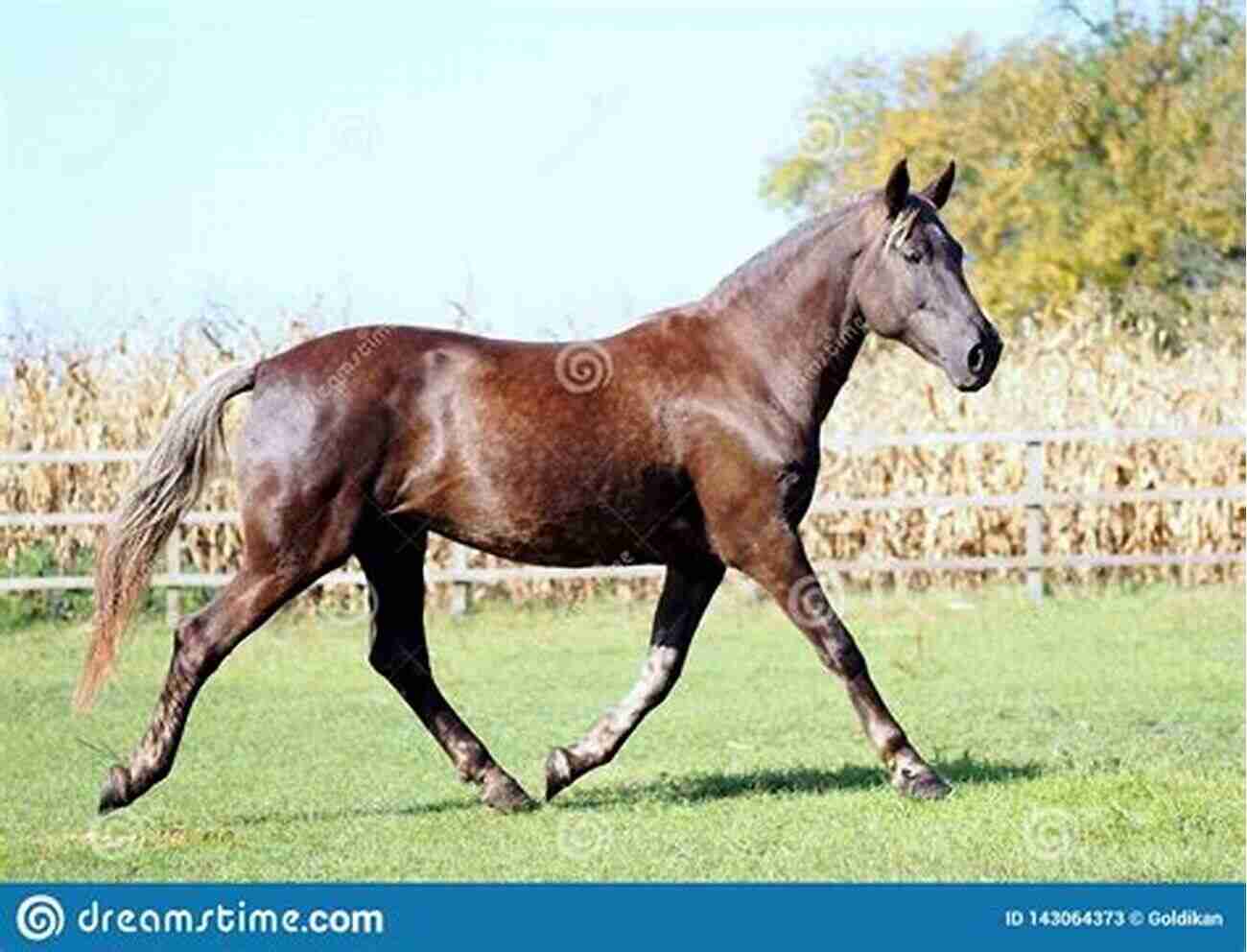 A Majestic Horse Trotting In A Green Pasture Pigeon Racing: Handling Health Keeping Housing Breeding Racing And Training Facts Information