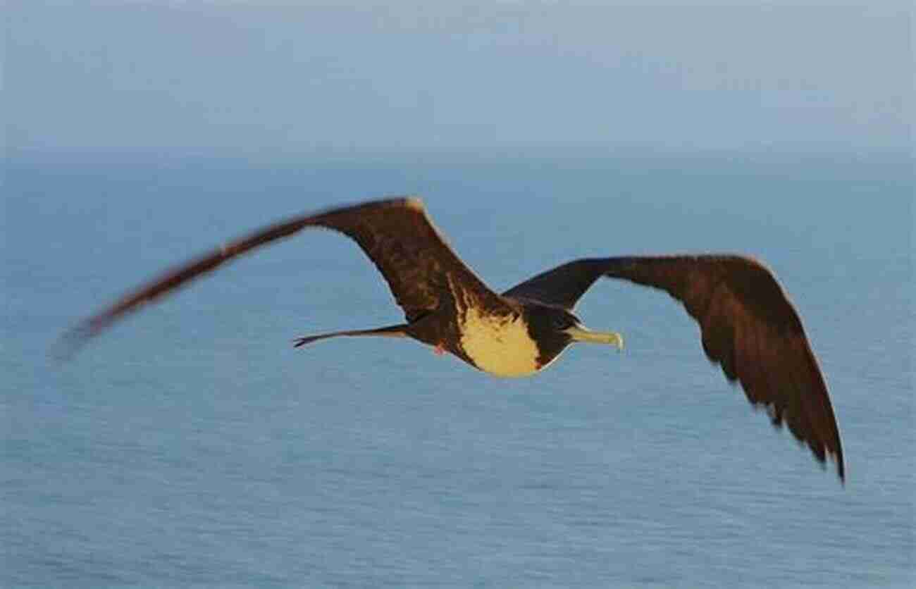 A Mesmerizing Frigatebird In Flight Oceanic Birds Of The World: A Photo Guide