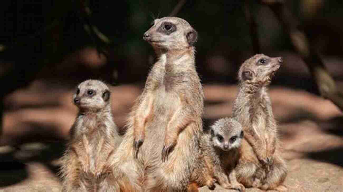 A Mob Of Meerkats Standing Tall Reptiles: Animal Group Science For Kids Children S Zoology Edition