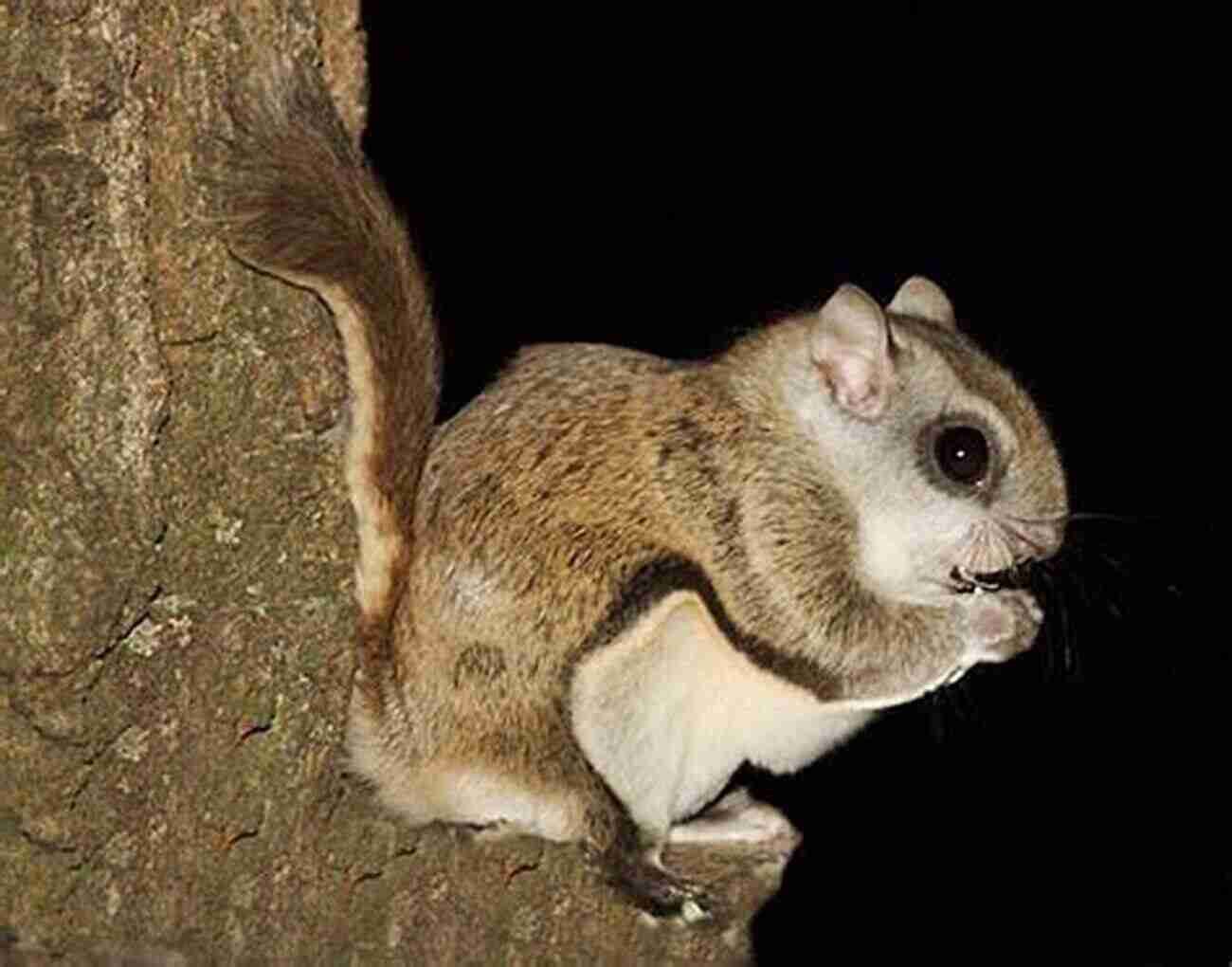 A Northern Flying Squirrel Gracefully Gliding Through The Air Flying Squirrels As Pets Facts And Information Including Japanese Northern And Southern Flying Squirrels Habitat Diet Adaptations Health Care And Where To Buy All Included