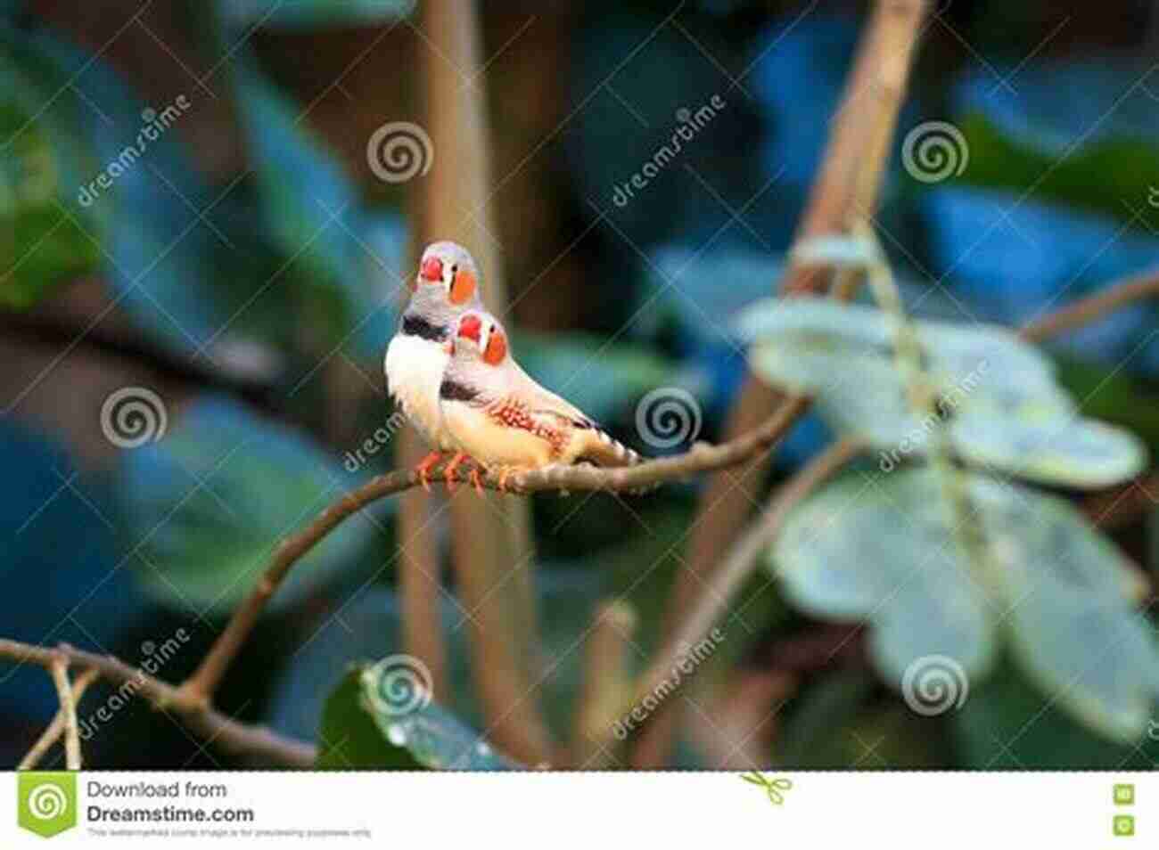 A Pair Of Colorful Zebra Finches Sitting On A Branch Guide On Taking A Popular Bird As Pet Using Zebra Finch Breeding Guide: For Beginners And Dummies