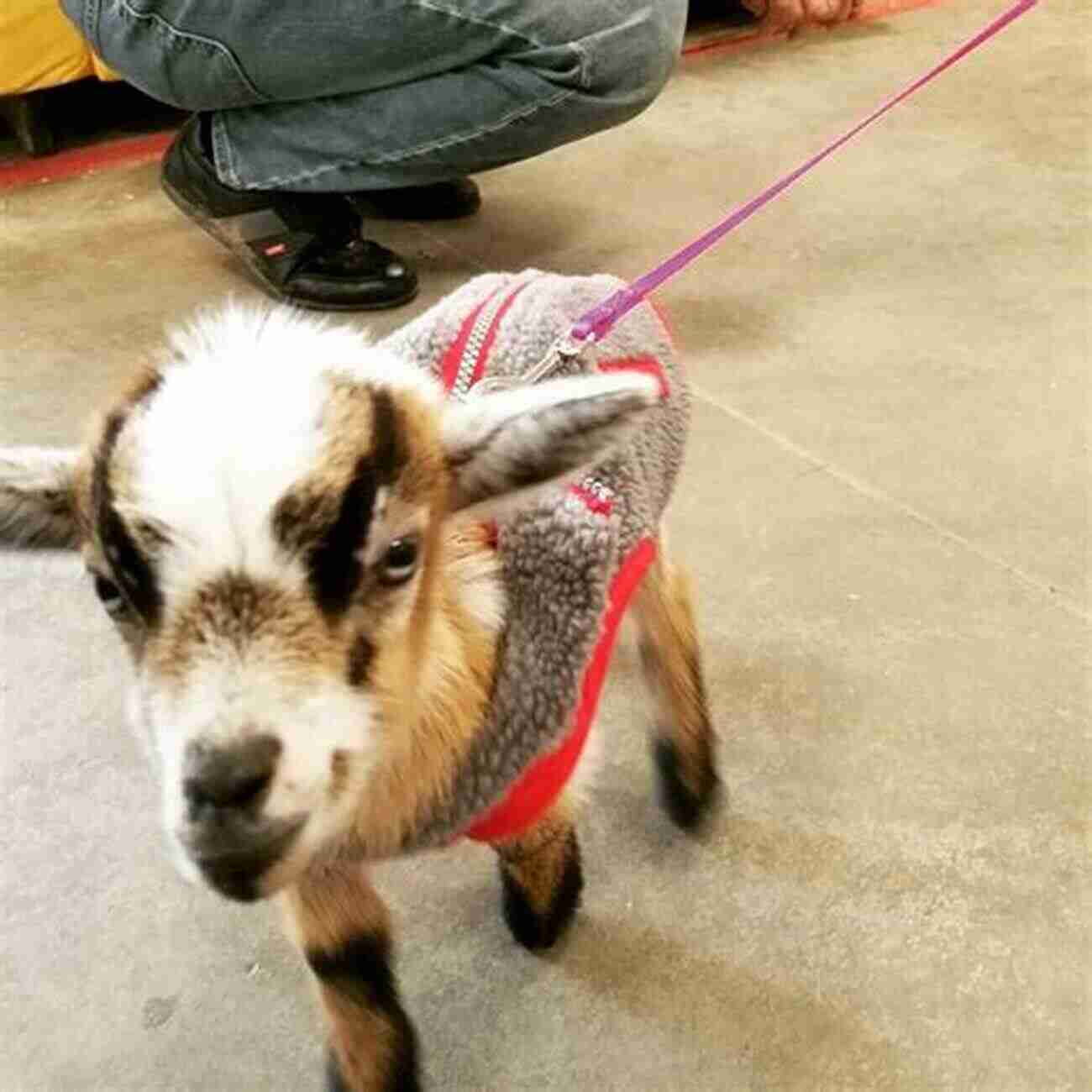 A Pygmy Goat Visiting The Vet Pygmy Goats Pygmy Goats As Pets: A Complete Guide For Pygmy Goats Owners