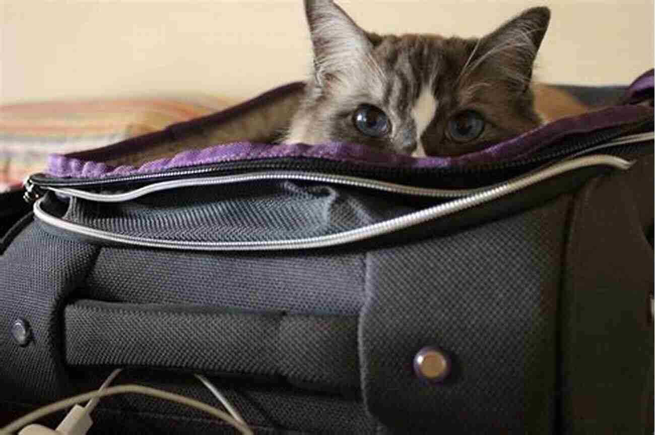 A Tabby Cat Resting On A Suitcase Ready For An Adventure The Summer Cat (Cat Tales 3)