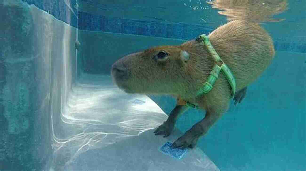 A Well Designed Capybara Habitat, Featuring A Pool, Vegetation, And Hiding Spots Capybara A Complete Owner S Guide: Facts Information: Habitat Diet Health Breeding Care And Much More All Covered