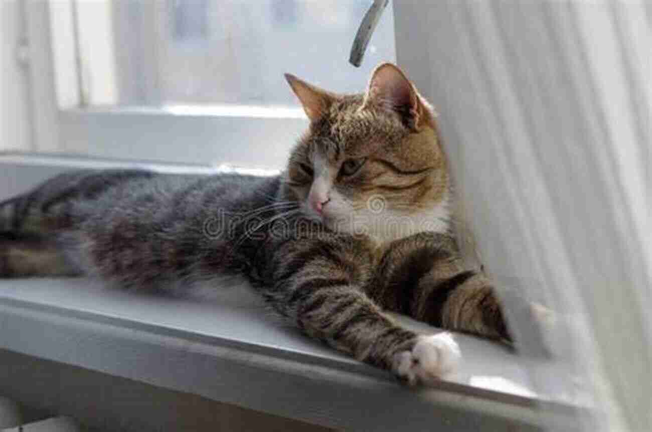 Adorable Cat Sitting On A Window, Basking In Sunlight Meow: A Of Happiness For Cat Lovers