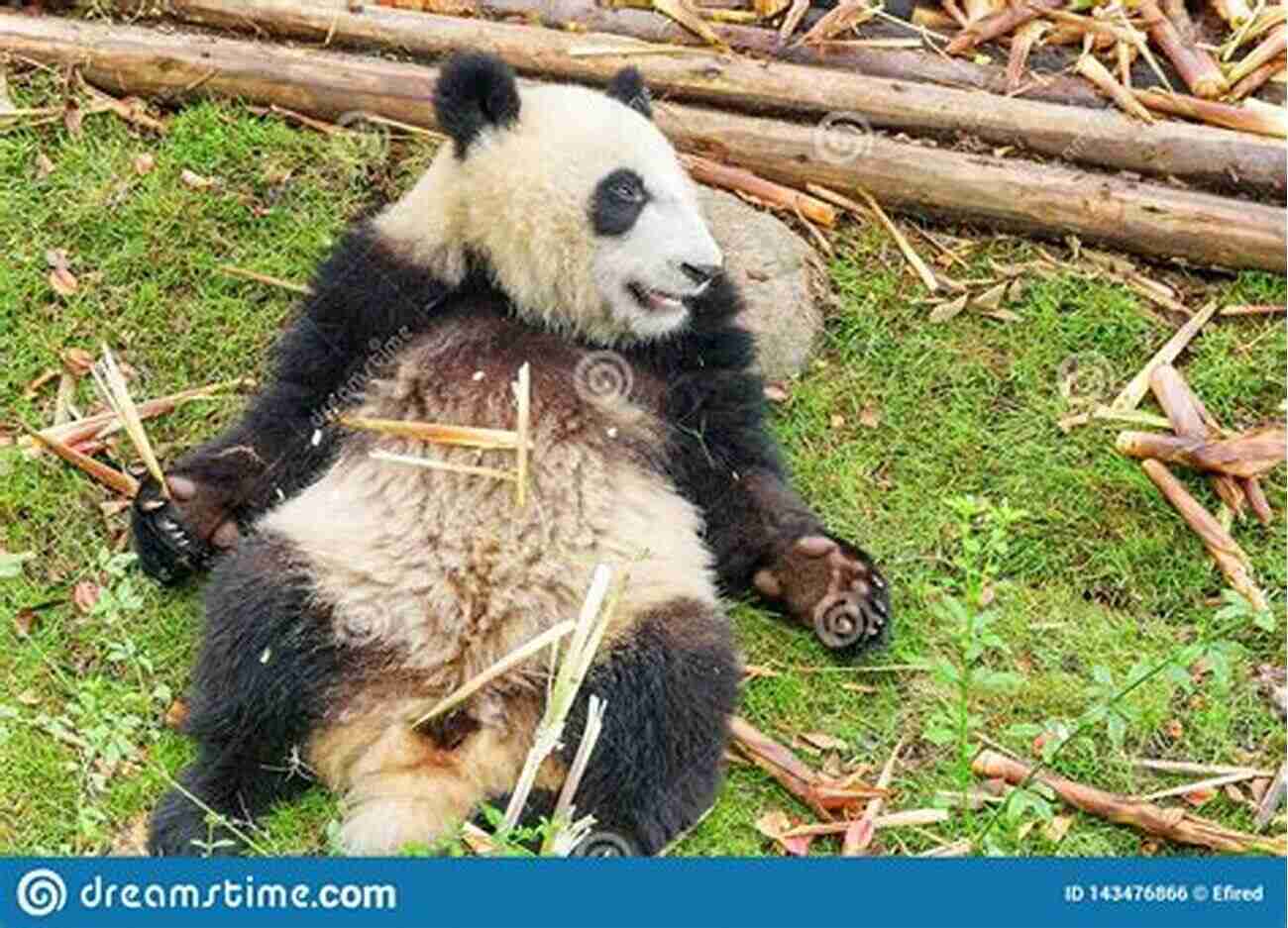 Adorable Panda Holding Bamboo Pandas Fun Facts And Cool Pictures Of These Adorable Creatures