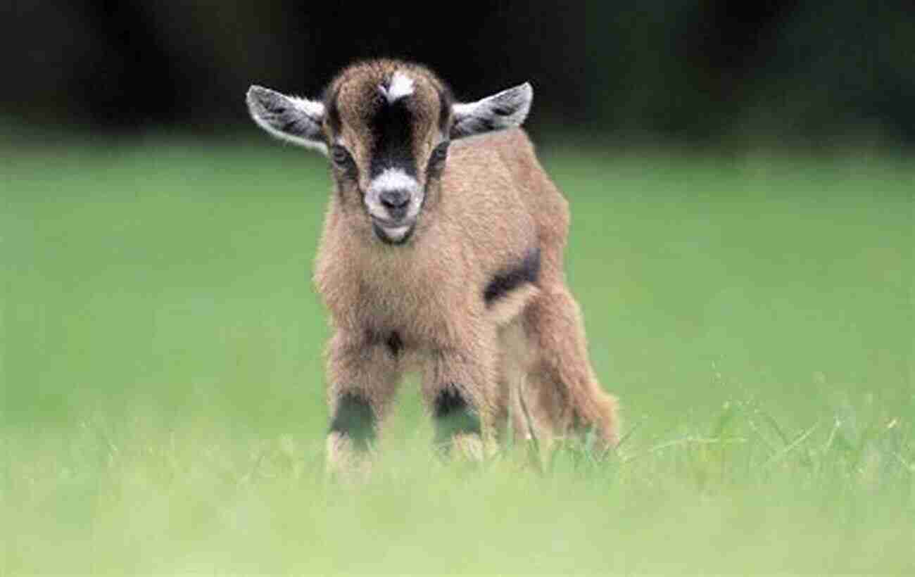 Adorable Pygmy Goat Playing In A Field Pygmy Goats Pygmy Goats As Pets: A Complete Guide For Pygmy Goats Owners