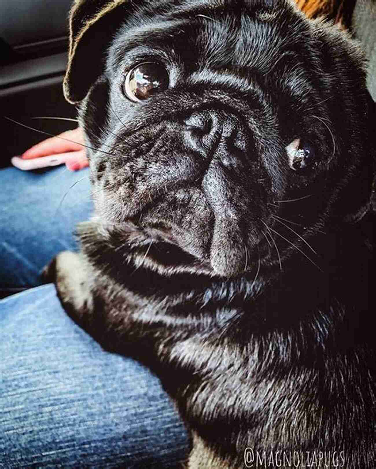 Adorable Rescue Dog With Soulful Eyes Looking Up, Waiting For Love Tails Of My Rescue Dog