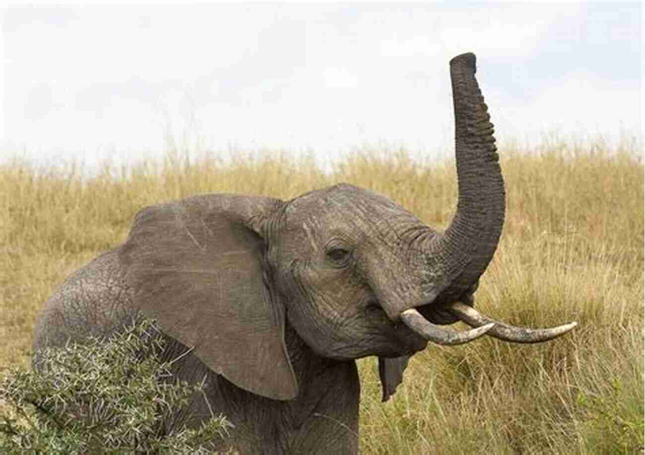 African Elephant Trumpeting Its Large Ears See The Animals Of The World Sense Sensation For Kids