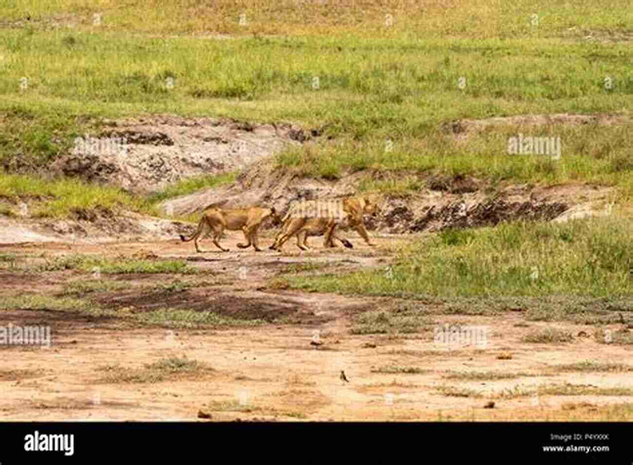 African Lion Hunting In The Savannah Carnivores: Quick ID Guide To Africa S Predatory Mammals