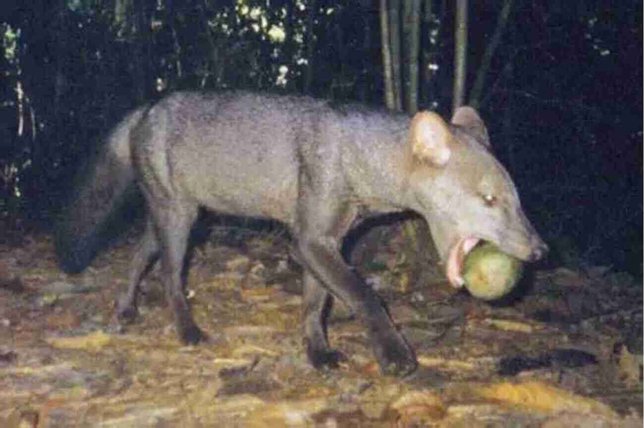 Amazon Rainforest Dogs Of Barranco: Stories Of A Retired American Expatriate In Peru