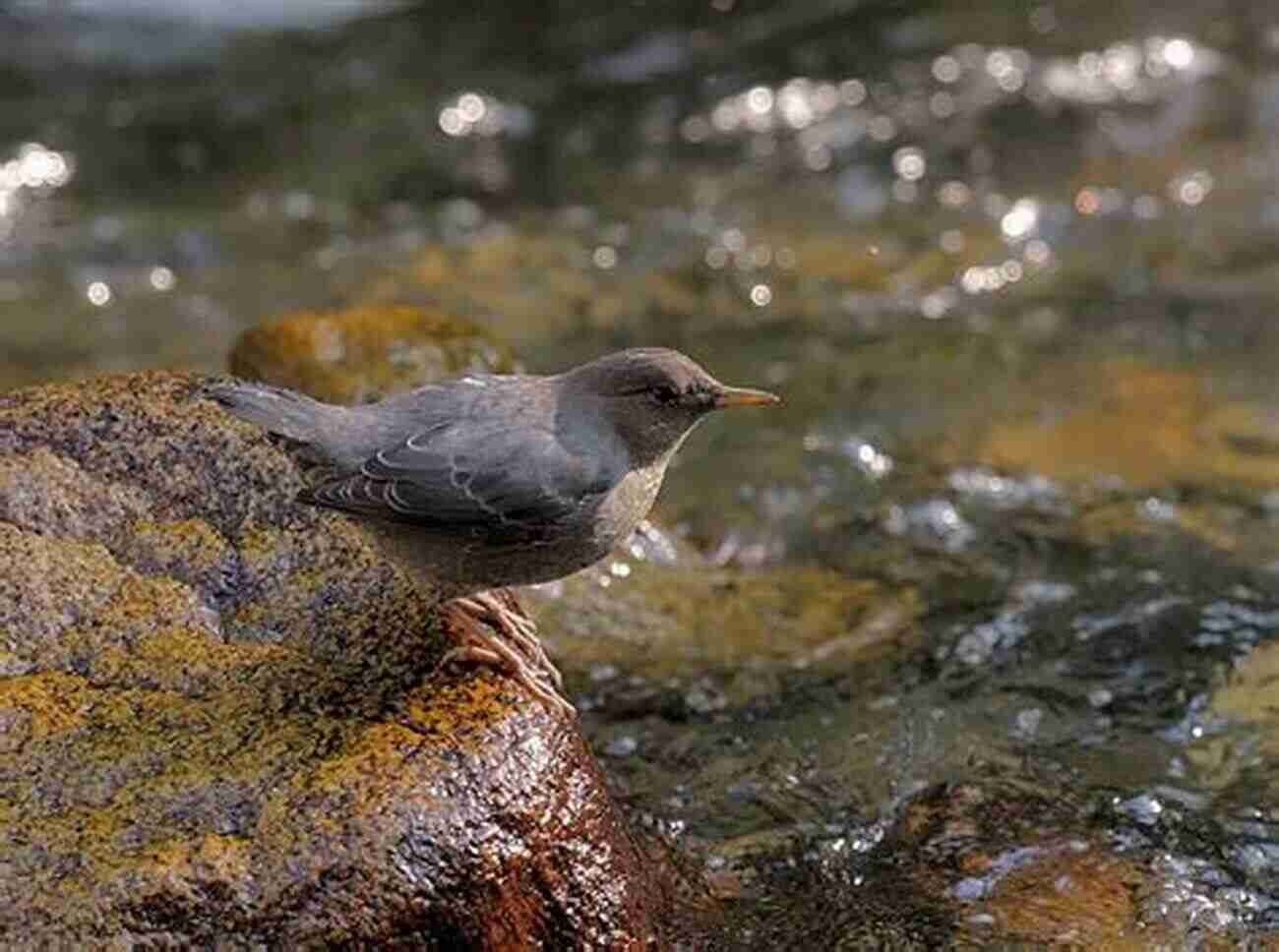 American Dipper, Nature's Aquatic Acrobat Rare Birds Of North America