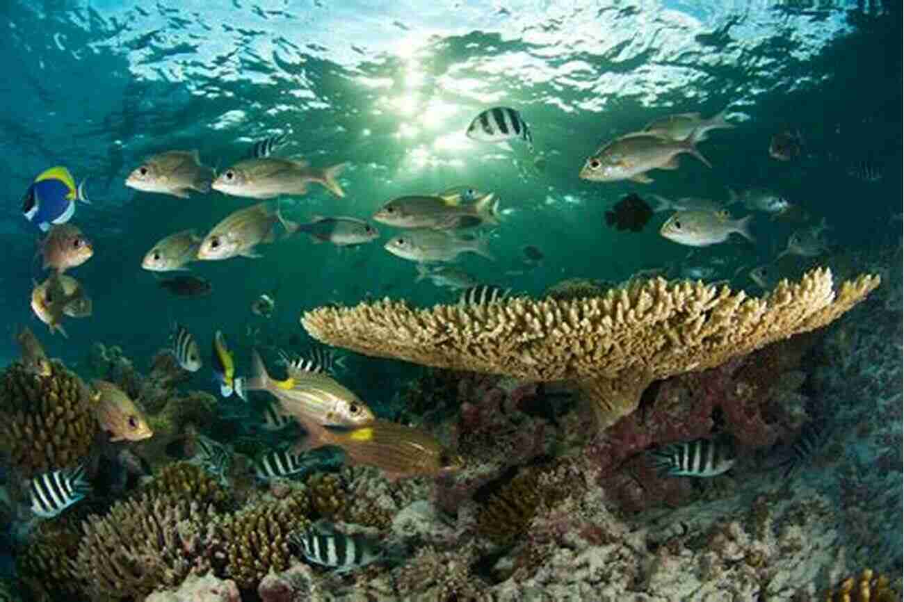 An Up Close Shot Of A Vibrant Coral Reef Teaming With Colorful Fish Birds By The Shore: Observing The Natural Life Of The Atlantic Coast