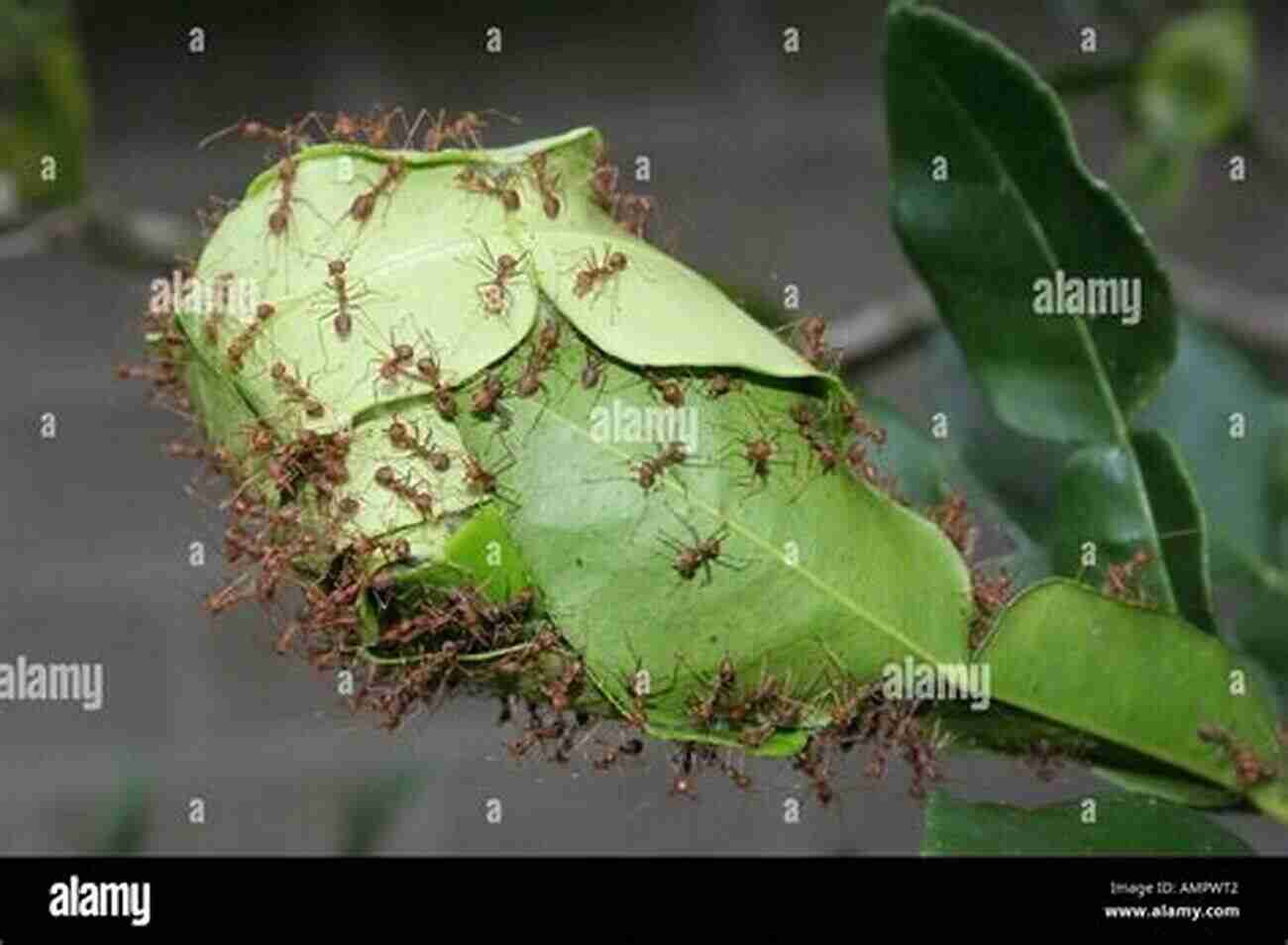 Ants Working Together To Build A Nest Insects: Their Ways And Means Of Living