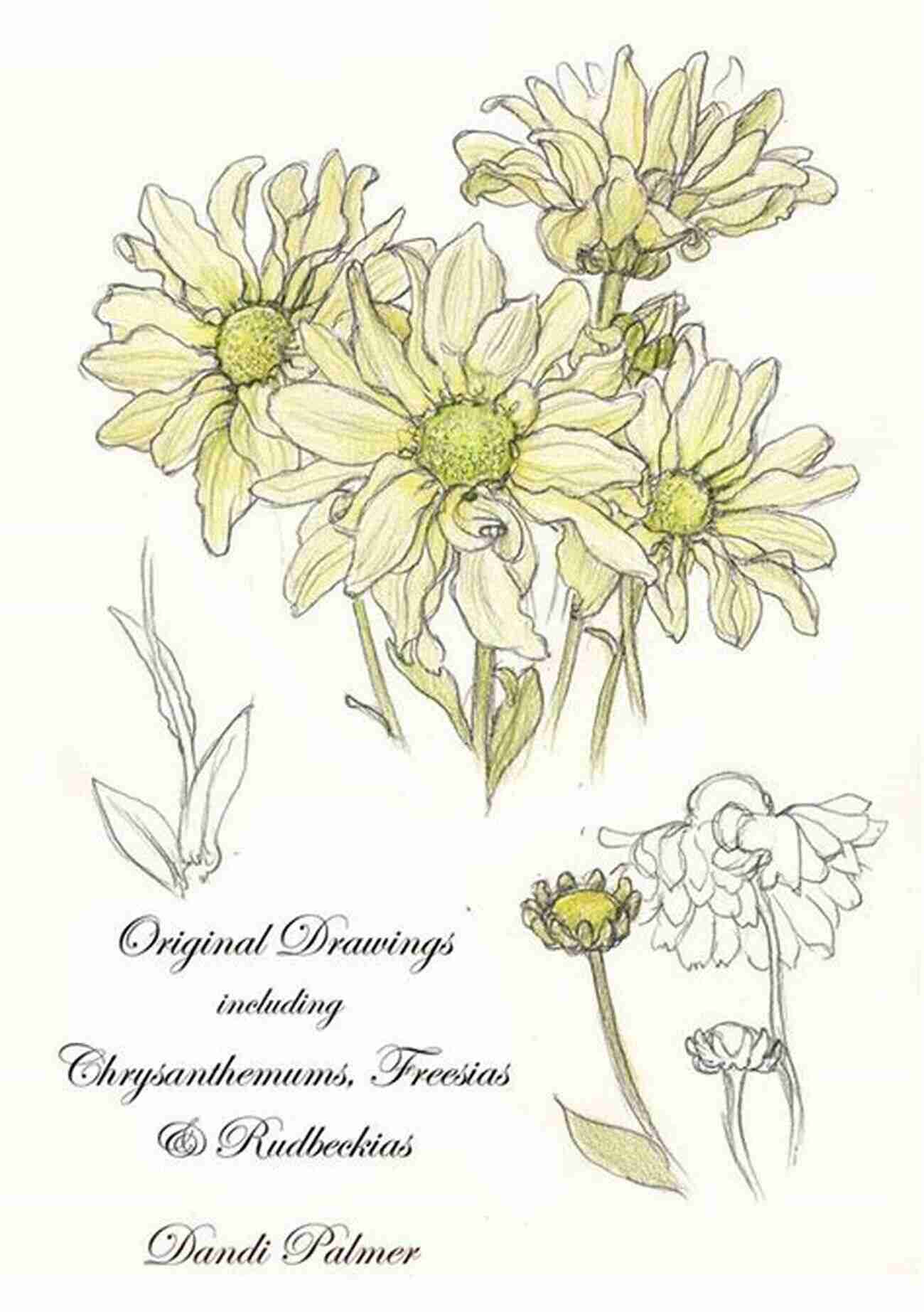 Artist Signature Original Drawings Including Chrysanthemums Freesias And Rudbeckias (Sketchbook Art)