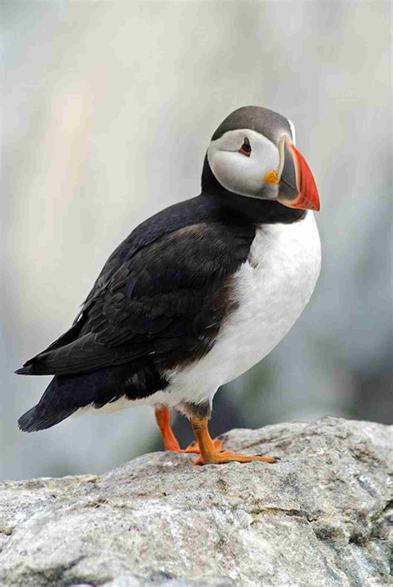 Atlantic Puffin, The Adorable Clown Of The Sea Rare Birds Of North America