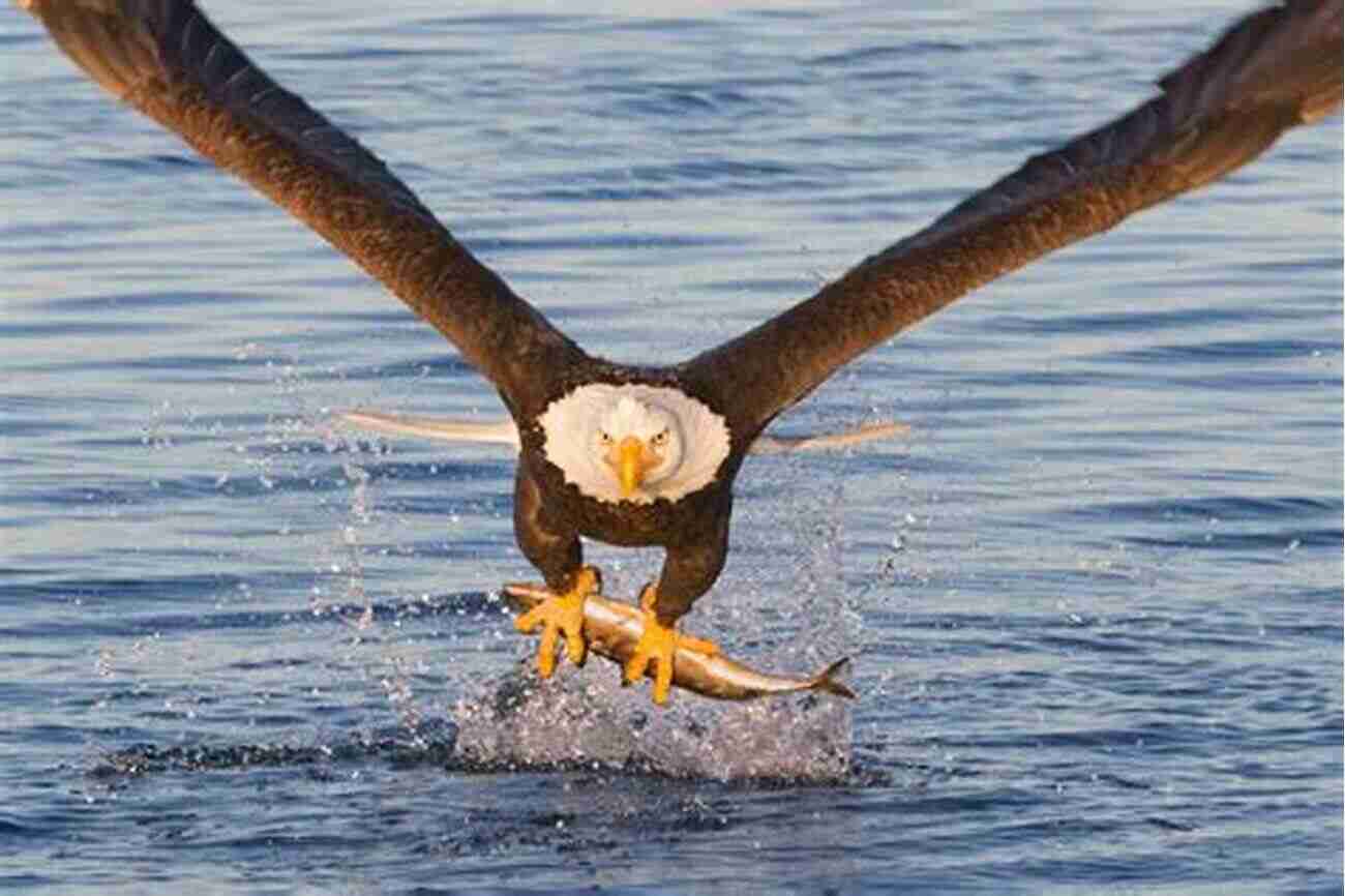 Bald Eagle Soaring Through The Sky Hunting For Prey See The Animals Of The World Sense Sensation For Kids