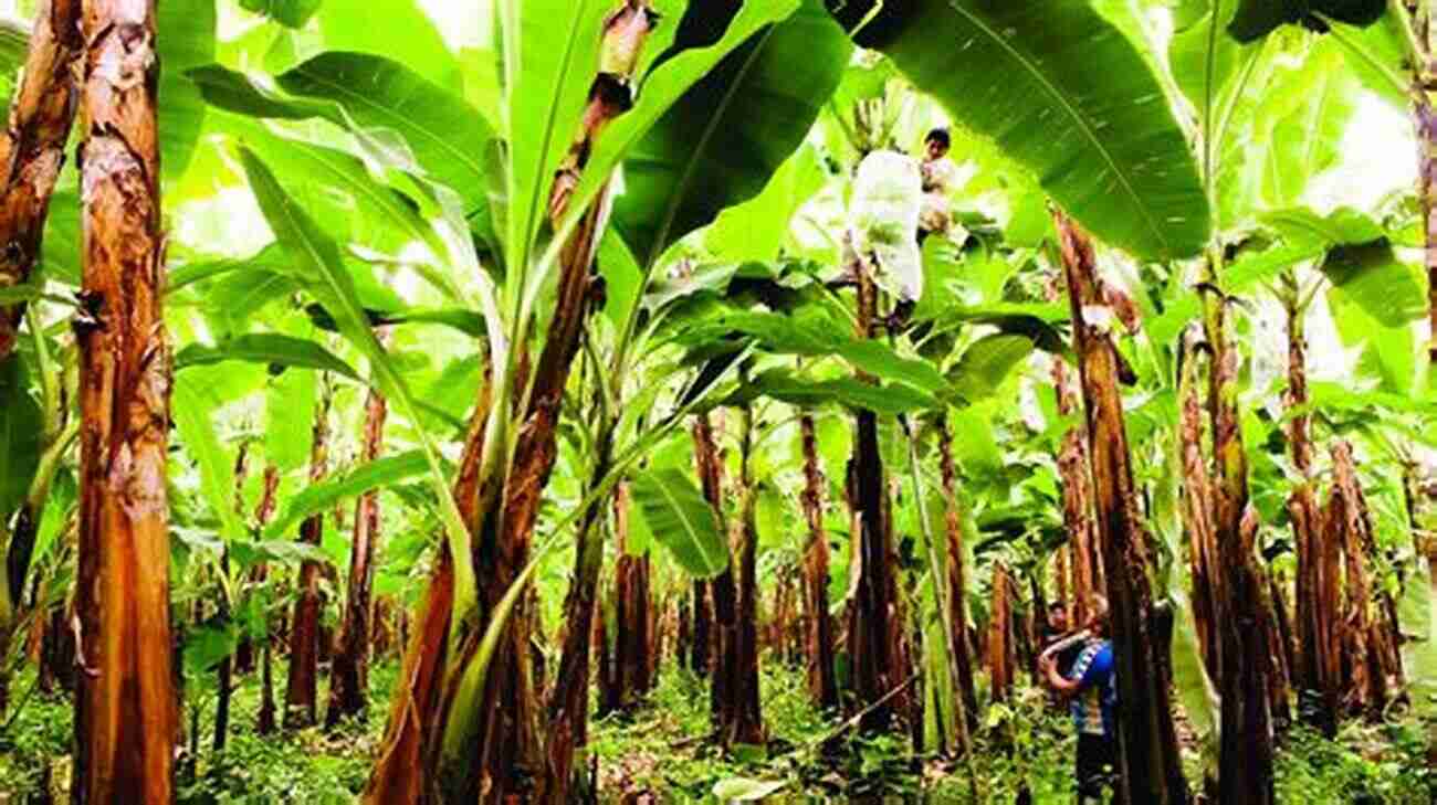 Banana Farmers In Tropical Paradise Elders And Fyffes: A Photographic History