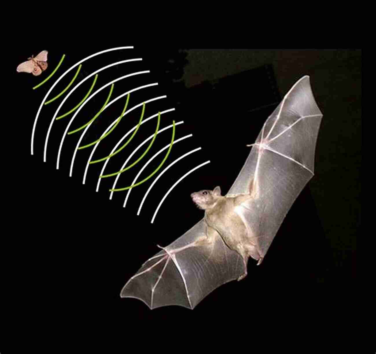 Bat Navigating Its Surroundings Using Echolocation See The Animals Of The World Sense Sensation For Kids