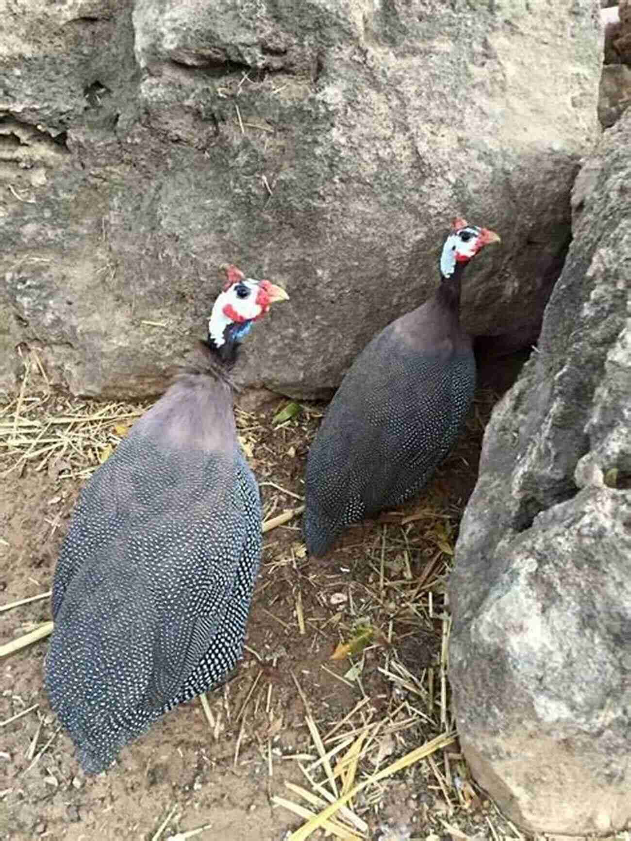 Beautiful Guinea Fowl In A Backyard Guinea Fowl Backyard Poultry: Keeping Guinea Fowl