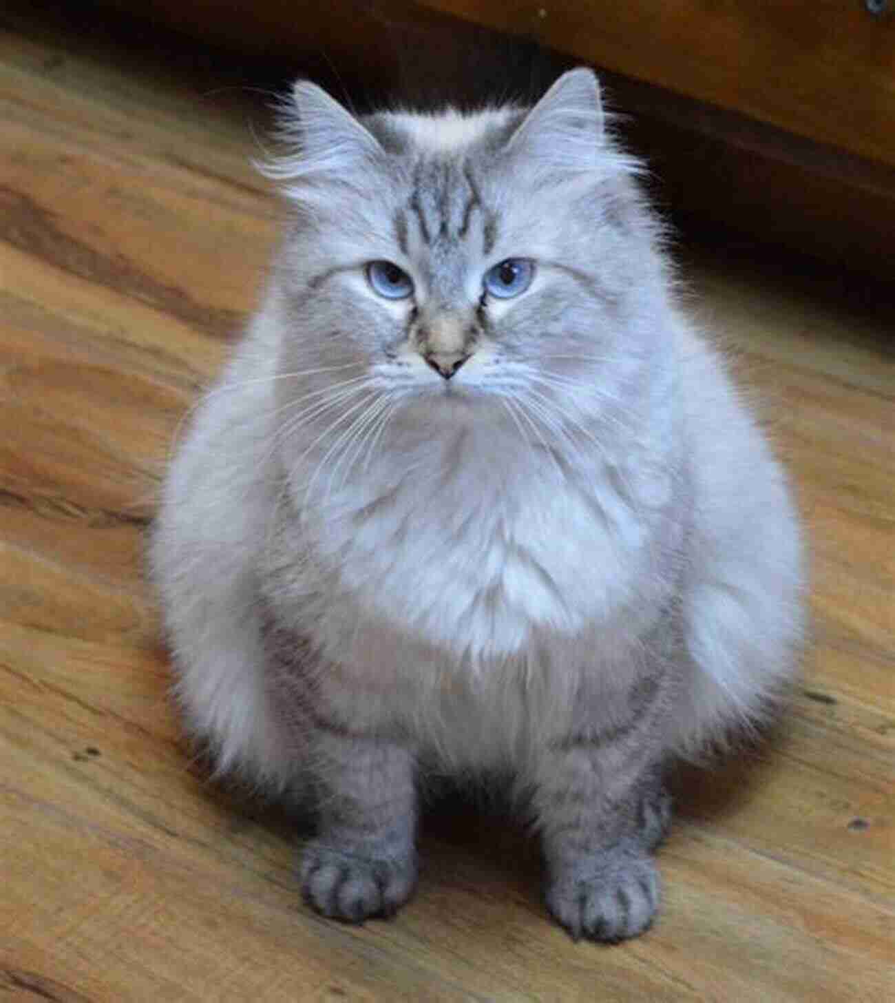 Beautiful Siberian Cat With Blue Eyes Siberian Cats As Pets: Siberian Cat Breeding Where To Buy Types Care Temperament Cost Health Showing Grooming Diet And Much More Included A Complete Siberian Cat Owner Guide