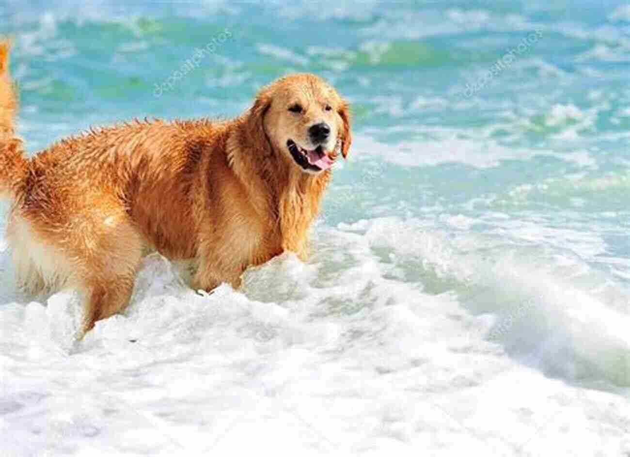 Beautiful Golden Retriever Running On The Beach A Happy Truth: Last Dogs Aren T Always Last