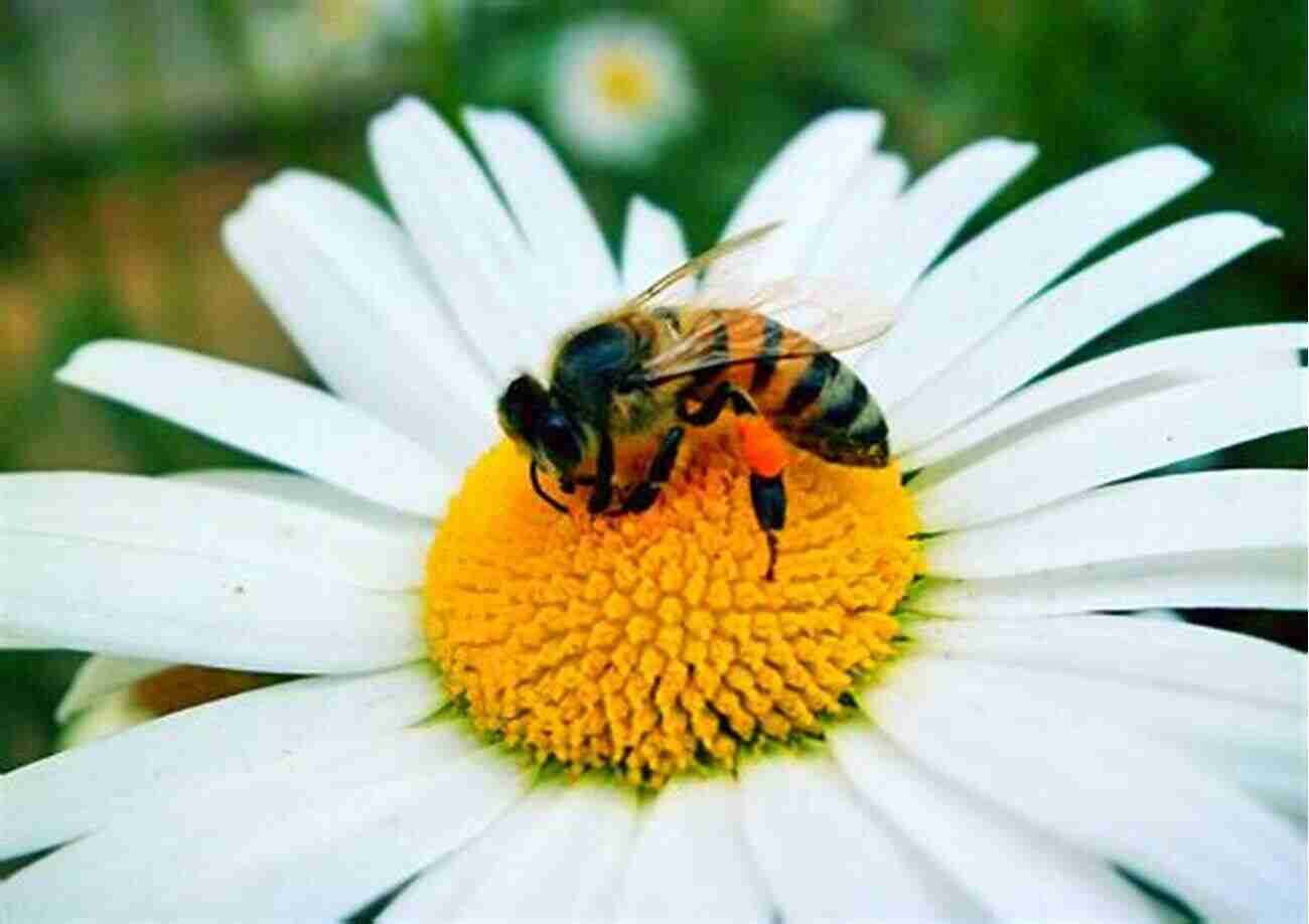 Bee Pollinating A Flower Insects: Their Ways And Means Of Living