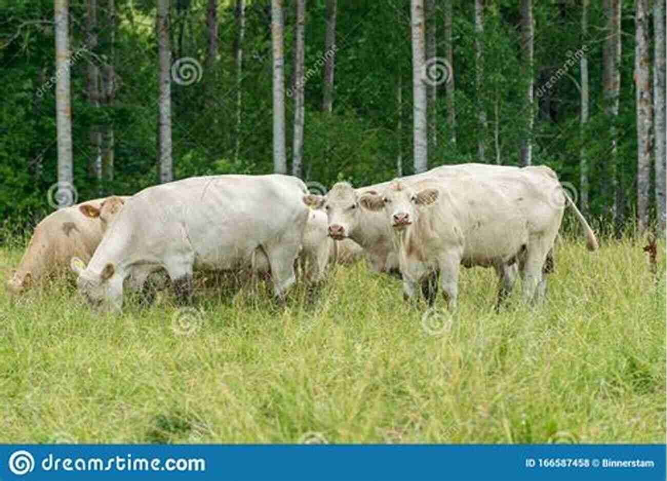 Big Cows Grazing In A Lush Green Field Image Coming With Big There In The Cow: Whisper Fora Bora