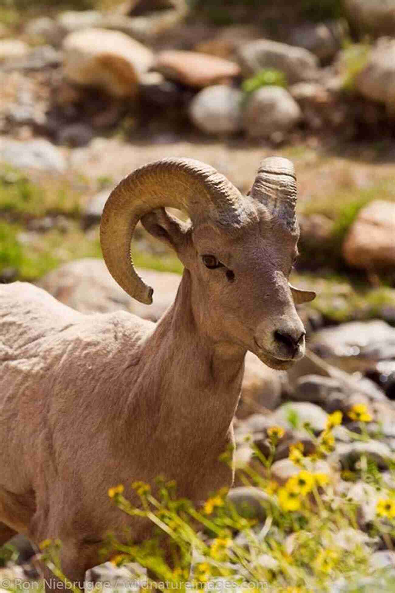 Bighorn Sheep Roaming Freely In The Anza Borrego Desert Region Anza Borrego Desert Region: Your Complete Guide To The State Park And Adjacent Areas Of The Western Colorado Desert